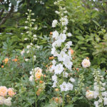 Delphinium Elatum-Gr. 'Galahad' Trädgårdsriddarsporre