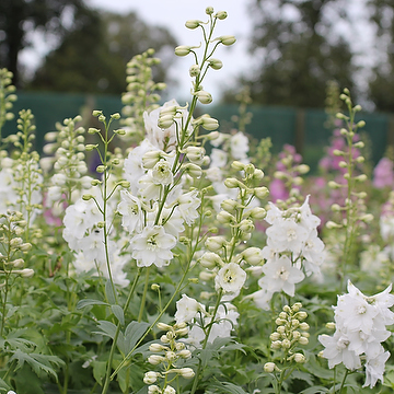 Delphinium Elatum-Gr. 'Galahad' Trädgårdsriddarsporre