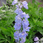 Delphinium Elatum-Gr. 'Summer Skies' Trädgårdsriddarsporre