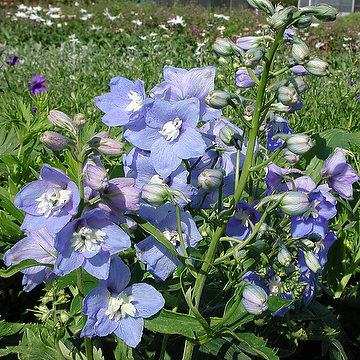 Delphinium Elatum-Gr. 'Summer Skies' Trädgårdsriddarsporre