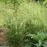 Deschampsia cespitosa 'Goldschleier' Tuvtåtel