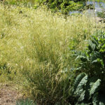 Deschampsia cespitosa 'Goldschleier' Tuvtåtel