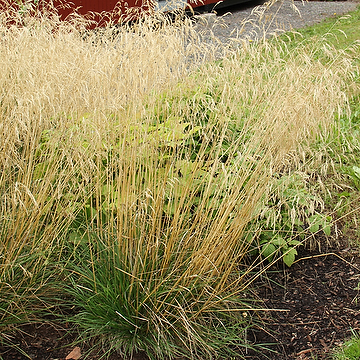 Deschampsia cespitosa 'Goldschleier' Tuvtåtel