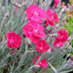Dianthus Gratianopolitanus-Gr. 'Rubin' Bergnejlika