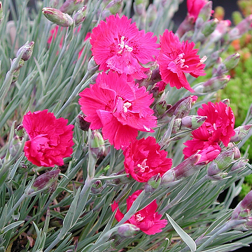 Dianthus Gratianopolitanus-Gr. 'Rubin' Bergnejlika