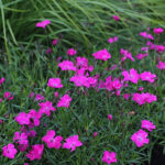 Dianthus KAHORI 'Holkahori' Nejlika