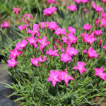 Dianthus KAHORI 'Holkahori' Nejlika