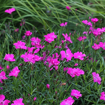 Dianthus KAHORI 'Holkahori' Nejlika