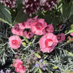 Dianthus Plumarius-Gr. 'Angel of Hope NY Fjädernejlika