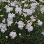 Dianthus Plumarius-Gr. 'Frösön' GK Fjädernejlika