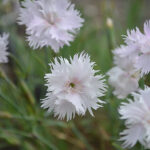 Dianthus Plumarius-Gr. 'Frösön' GK Fjädernejlika