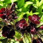 Dianthus barbatus 'Sooty' Borstnejlika