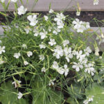 Dianthus deltoides 'Albiflorus' Backnejlika