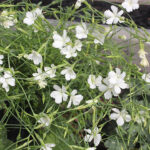 Dianthus deltoides 'Albiflorus' Backnejlika