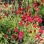 Dianthus deltoides 'Brilliant' Backnejlika