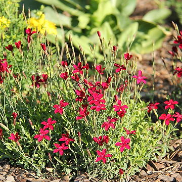 Dianthus deltoides 'Brilliant' Backnejlika
