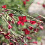 Dianthus deltoides 'Erectus' Backnejlika