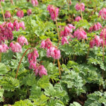 Dicentra Rokujo-Gr. 'Luxuriant' Fänrikshjärta