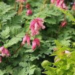 Dicentra Rokujo-Gr. 'Luxuriant' Fänrikshjärta