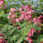 Dicentra Rokujo-Gr. 'Luxuriant' Fänrikshjärta