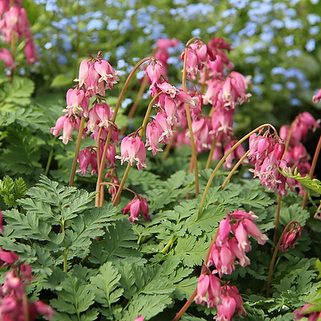 Dicentra Rokujo-Gr. 'Luxuriant' Fänrikshjärta