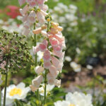 Digitalis purpurea 'Apricot' Fingerborgsblomma