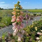 Digitalis purpurea 'Apricot' Fingerborgsblomma