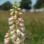 Digitalis purpurea 'Apricot' Fingerborgsblomma
