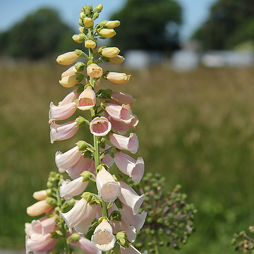 Digitalis purpurea 'Apricot' Fingerborgsblomma