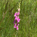 Digitalis purpurea Fingerborgsblomma