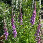 Digitalis purpurea Fingerborgsblomma