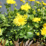 Doronicum 'Little Leo' Vårkrage