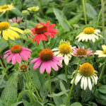 Echinacea 'Cheyenne Spirit' Solhatt