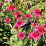 Echinacea DELICIOUS CANDY 'Noortdeli' NY Solhatt