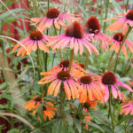 Echinacea 'Rainbow Marcella' 2L Solhatt