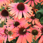 Echinacea 'Rainbow Marcella' 2L Solhatt