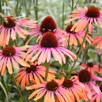 Echinacea 'Rainbow Marcella' 2L Solhatt