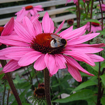 Echinacea 'Ruby Glow' Solhatt