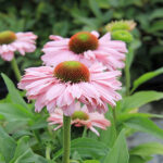 Echinacea SUNSEEKERS BLUSH 2L Solhatt