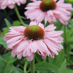 Echinacea SUNSEEKERS BLUSH 2L Solhatt