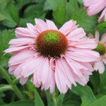 Echinacea SUNSEEKERS BLUSH 2L Solhatt