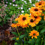 Echinacea SUNSEEKERS MINEOLA 'Ifecssmin' Solhatt
