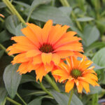 Echinacea SUNSEEKERS MINEOLA 'Ifecssmin' Solhatt