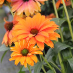 Echinacea SUNSEEKERS MINEOLA 'Ifecssmin' Solhatt