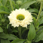 Echinacea SUNSEEKERS WHITE PERFECTION 'Ifecsswp' 2L Solhatt