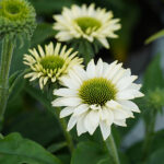 Echinacea SUNSEEKERS WHITE PERFECTION 'Ifecsswp' 2L Solhatt