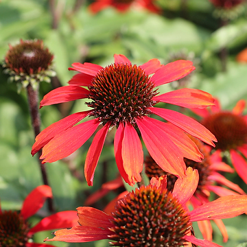 Echinacea 'Sunseekers Orange' 2L Solhatt