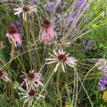Echinacea pallida Läkerudbeckia