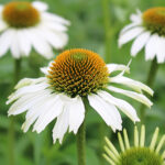 Echinacea purpurea 'Avalanche' 2L Solhatt