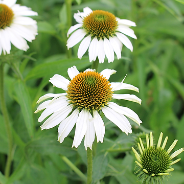 Echinacea purpurea 'Avalanche' 2L Solhatt